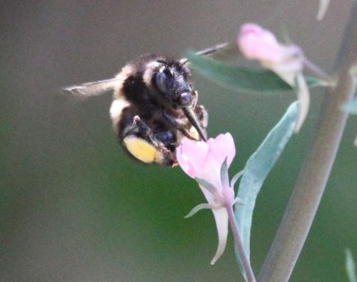 Anthophora retusa